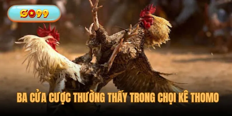 Ba cửa cược trọng điểm của các trận chọi kê Thomo