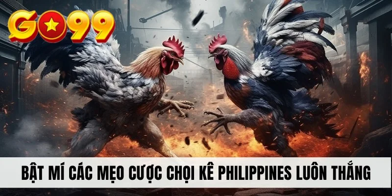 Bật mí các mẹo cược chọi kê Philippines luôn thắng