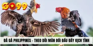 Đá Gà Philippines - Theo Dõi Màn Đối Đầu Đầy Kịch Tính