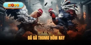 Đá Gà Thomo Hôm Nay - Theo Dõi Màn Chọi Kê Mãn Nhãn