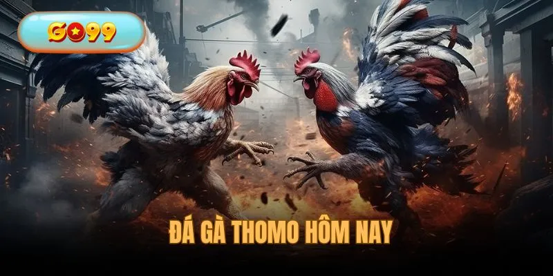 Đá Gà Thomo Hôm Nay - Theo Dõi Màn Chọi Kê Mãn Nhãn