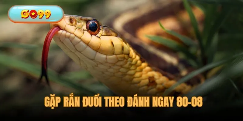 Gặp rắn đuổi theo trong chiêm bao đánh ngay 80-08