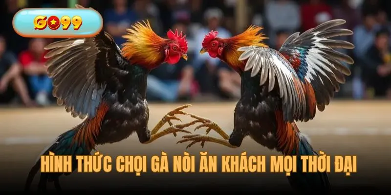 Hình thức chọi gà nòi luôn ăn khách