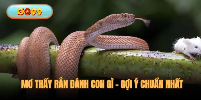 Mơ thấy rắn đánh con gì - gợi ý phù hợp nhất