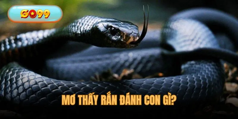 Mơ Thấy Rắn Đánh Con Gì - Giải Mã Giấc Mộng Cực Chuẩn