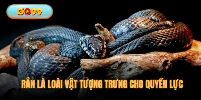 Rắn là linh vật cho quyền lực huyền bí