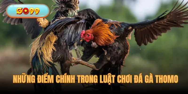 Thông tin chính về luật đá gà Thomo hôm nay